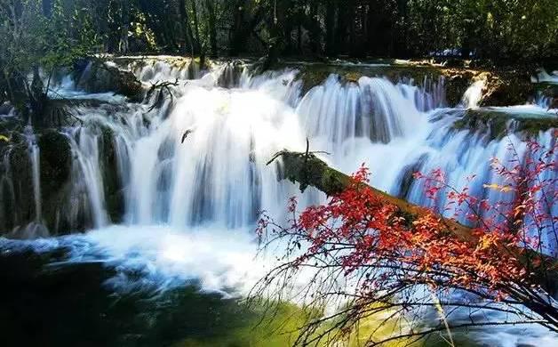 栀子花催花小技巧游戏画面